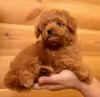 Photo №1. poodle (toy) - for sale in the city of Airlie Beach | Is free | Announcement № 108699