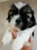 Photo №2 to announcement № 113608 for the sale of lhasa apso, shih tzu - buy in Lithuania private announcement, from nursery, breeder