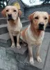 Photo №1. labrador retriever - for sale in the city of Вьельсальм | negotiated | Announcement № 35767