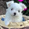 Photo №1. maltese dog - for sale in the city of Гаага | 371$ | Announcement № 107598