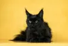 Photo №3. Maine Coon Cher is looking for a home!. Russian Federation