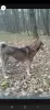 Additional photos: Wolfdog puppies for sale