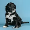 Photo №2 to announcement № 98484 for the sale of portuguese water dog - buy in Portugal breeder