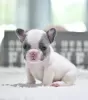 Photo №1. french bulldog - for sale in the city of Лидс | 300$ | Announcement № 121529