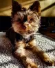 Photo №1. yorkshire terrier - for sale in the city of Värnamo | 528$ | Announcement № 48041