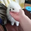 Additional photos: Beautiful Szpic Pomeranian puppies