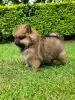 Photo №1. pomeranian - for sale in the city of Derventa | 634$ | Announcement № 85910