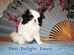 Photo №3. Japanese chin girl, RKF. Russian Federation