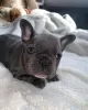 Photo №1. french bulldog - for sale in the city of Vilnius | negotiated | Announcement № 78165