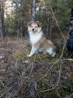 Photo №3. Sheltie (Shetland Sheepdog) boy. Russian Federation