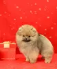 Photo №1. pomeranian - for sale in the city of Lobnya | 1374$ | Announcement № 92241