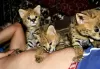 Additional photos: Caracal serval and F1 Savannah kittens available