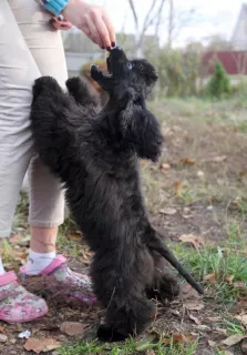 Photo №2 to announcement № 5122 for the sale of american cocker spaniel - buy in Belarus from nursery