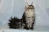 Photo №2 to announcement № 100094 for the sale of maine coon - buy in Russian Federation from nursery, breeder