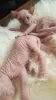 Additional photos: Sphynx kittens