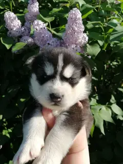 Additional photos: Puppies Siberian Husky, installment plan, nursery