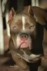 Additional photos: American bully puppies