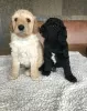 Additional photos: AJ Mini Golden Doodle Puppies Available Now!