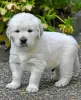 Photo №1. golden retriever - for sale in the city of Quickborn | 423$ | Announcement № 100845