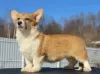 Additional photos: welsh corgi pembroke