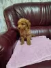 Photo №2 to announcement № 106784 for the sale of poodle (toy) - buy in Serbia breeder