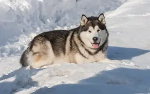 Photo №3. Alskinsky Malamut in Irkutsk. Puppy with pedigree.. Russian Federation