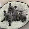 Photo №2 to announcement № 130590 for the sale of french bulldog - buy in Switzerland private announcement