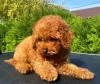 Additional photos: Poodle puppies