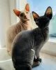 Photo №2 to announcement № 30213 for the sale of sphynx-katze - buy in Belarus private announcement