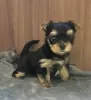 Photo №3. Yorkshire terrier puppies. Russian Federation