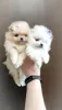 Photo №3. Pomeranian Spitz, puppies. Mini bears. Belarus