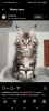 Photo №2 to announcement № 116327 for the sale of maine coon - buy in Switzerland private announcement