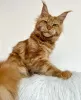 Photo №4. I will sell maine coon in the city of Berlin. breeder - price - 317$