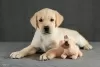 Additional photos: Fawn Labrador puppies