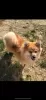 Photo №2 to announcement № 92980 for the sale of pomeranian - buy in France breeder