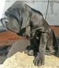 Photo №3. Neapolitan Mastiff puppies are the best. Russian Federation