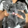 Photo №1. british shorthair - for sale in the city of Дрезден | Is free | Announcement № 127433