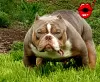 Photo №2 to announcement № 20354 for the sale of american bully - buy in Bulgaria from nursery