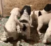 Additional photos: Lagotto Romagnolo puppies