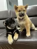 Additional photos: Shiba Inu puppies