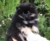 Photo №2 to announcement № 8196 for the sale of pomeranian - buy in Ukraine breeder