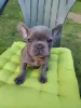 Photo №2 to announcement № 62978 for the sale of french bulldog - buy in Hungary private announcement