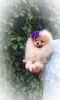 Photo №3. Pomeranian Spitz, puppies. Mini bears. Belarus