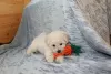 Additional photos: Adorable Bichon Frize puppies ready to move into a new home