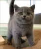 Photo №2 to announcement № 98358 for the sale of british shorthair - buy in Georgia 