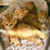 Photo №1. maine coon - for sale in the city of Texas City | negotiated | Announcement № 126403