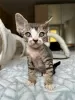 Photo №2 to announcement № 119943 for the sale of devon rex - buy in Germany private announcement, breeder