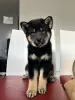 Additional photos: Shiba Inu puppies