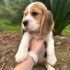 Photo №3. beagle puppies looking. Germany