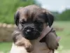 Photo №2 to announcement № 19633 for the sale of border terrier - buy in Poland breeder